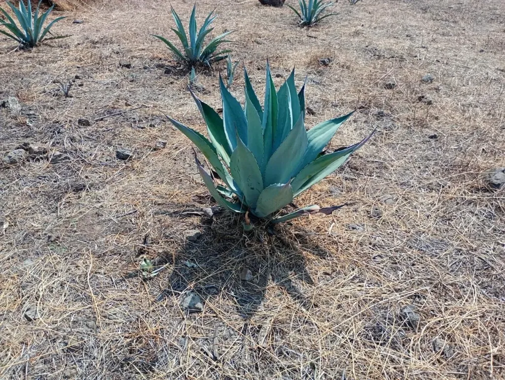 planta agave cupreata